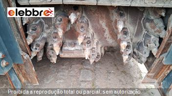 Fresadora de Asfalto wirtgen W 100 F